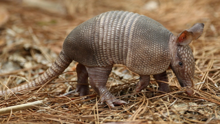 About 200 Americans get leprosy each year. 1/3 get it from armadillos.
